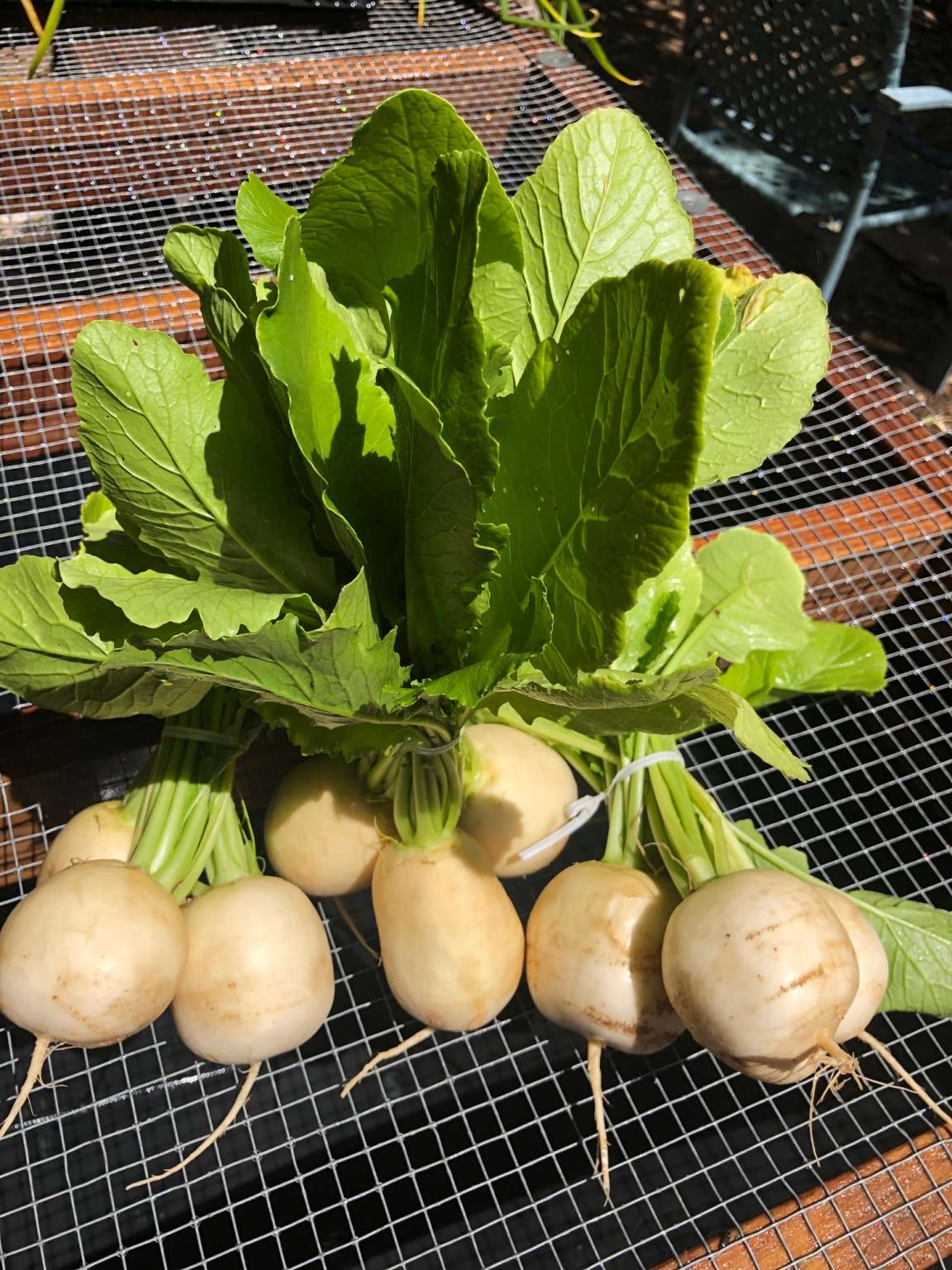 Hakurei Turnips (Bunched) – Castle Rock Farm – Organic Produce
